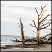 Windbeaten