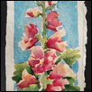 Hollyhocks