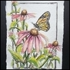 Monarch and Coneflowers