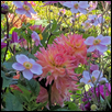 Cactus Dahlias and Anemones