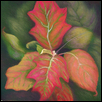 Lyman-Oak Leaf Hydrangea