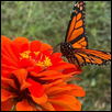 Flower-Butterfly