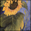 Sunny Sunflowerr