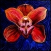 The Night Venetian Mask Orchid