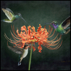 Hummingbirds Delighjt