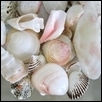 Shells of The Bahamas