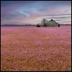 Barn & Henbit