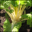 Swiss Chard in the Garden