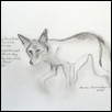 coyote 2