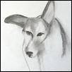 coyote 6