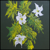 datura 2