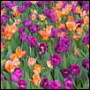 A Field Of Tulips