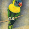 Marigold Lorikeet