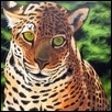 Green Eyed Jaguar