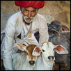 Herdsman - Rajasthan India