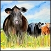 Cows of the Flint Hills