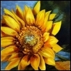 Sunflower V