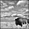 Lone Bull
