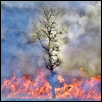 Tried by Fire