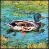Young Mallard Duck