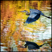 Fall Flight