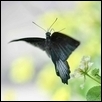 Butterfly Ballet