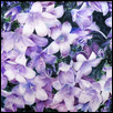 Dalmatian Bellflower