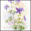 Blue Columbine, botanical illustration