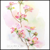 Pink Dogwood, botanical illustration