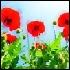 Red Poppies Standing Tall