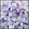 Light Purple Hydrangea Bloom