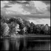 Trees and Lake