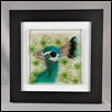Regal Plumage