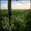 Fencepost and  Wildflowers