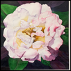 A Rose Is A Rose