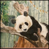 Panda at Rest