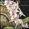Orchid by the Stone