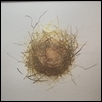 The wren nest