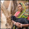Indian Hindu Widow Goat Breeder
