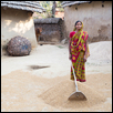 Indian Woman Hoeing Rice