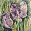 Hyacinths in Bloom