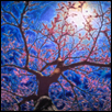 Enchanted Tree