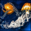 Jelly Fish