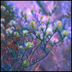 Mountain Witch Alder