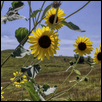 Sunflowers on the Konza