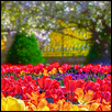 Tulip Garden