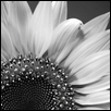 Infrared Sunflower