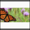 Liatris Visitor