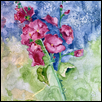 Hollyhock