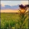 Sunset with Ironweed